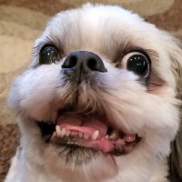 Chile Dog (@therealchiledog) 's Twitter Profile