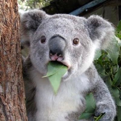 Probably not a koala.
The real danger is not evil, but compliant stupidity — when people abandon inner freedom and let the powers do their thinking for them.