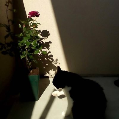 buscape014's profile picture. サーバー屋