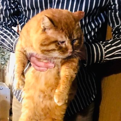 TOMO17675551's profile picture. 