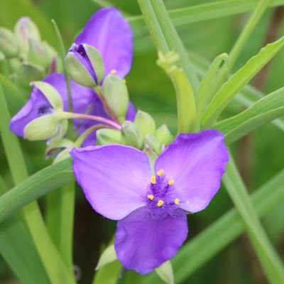 GenyaOzeki's profile picture. 美しいものを見よう　カワイイものを愛そう　🐈‍⬛