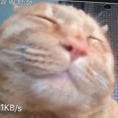 にゃろめっこ まるとら Nyaromeeko Twitter