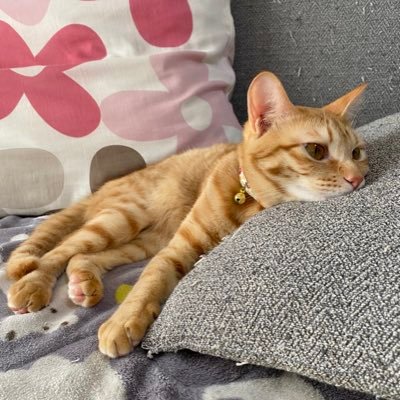 多分 日本一可愛い茶トラ猫 Tabun Kawaii Twitter 多分 日本一可愛い茶トラ猫 Tabun Kawaii Twitter