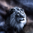 Leocornus's profile image