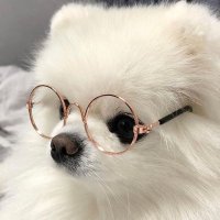 いぬ @お取引 (@mmmcccccmc) 's Twitter Profile
