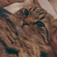 مَـʀيَـمَـة𓂆 (@maryamaboelouf) 's Twitter Profile Photo مَـʀيَـمَـة𓂆 (@maryamaboelouf) 's Twitter Profile Photo