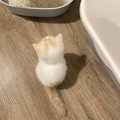 Eyeleyvy's profile picture. 