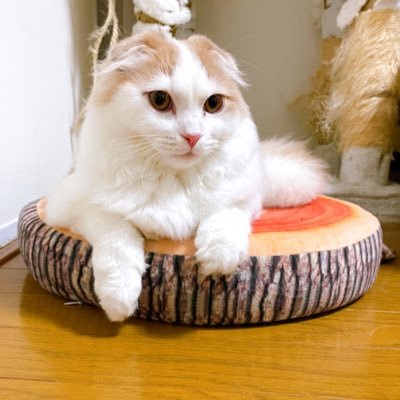 gold-eyed cat 琥珀（Ko-ha-ku） Amber is called Kohaku in Japanese. ♂ https://t.co/RaK3yStUH8 https://t.co/eun0zD145z