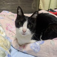 竜備 (@evscx86kuatejwj) 's Twitter Profile