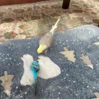 sorapippinagi (@sorapippi1) 's Twitter Profile