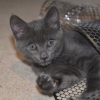 Skitty Kitty🐈⬛ Bumble. (@skittykitty21) 's Twitter Profile Photo Skitty Kitty🐈⬛ Bumble. (@skittykitty21) 's Twitter Profile Photo