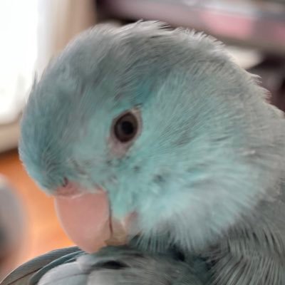 鳥さん好き。レトロ好き。F1好き。MSX実機用エミュIOEμシリーズを公開中 : SCC/DCSG-Emu, MegaSCC/CON-Emu, MIDI, Motor-Driver, Remo-Conなど。OneChipBook向けのユニバーサル基板もMISCに置いてます。ペットはマメルリハ。