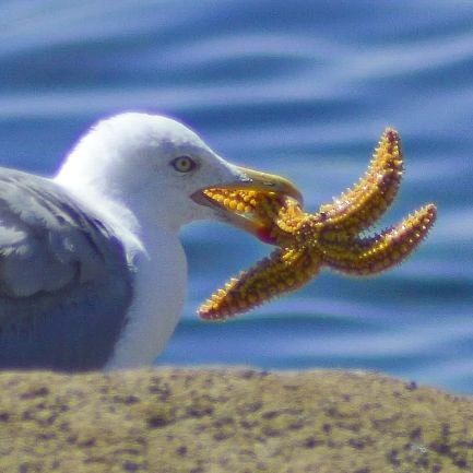 Aficionado a la fotografía de fauna y apasionado de la Geografía 🌍🗺️ y Ornitología 🦅🦆. 
         Fotos, mapas e información  📸 🗺️ ℹ️.