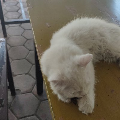 Enjiel7's profile picture.