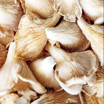 Fresh and Hygienically grown mushrooms in FCT