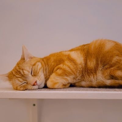 wanekonoasi's profile picture. 20↑雑多、ROM垢