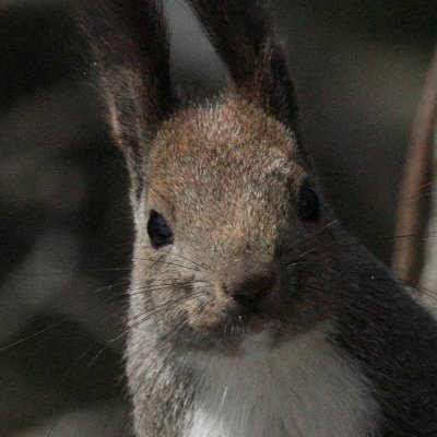冷しタムタムさんのプロフィール画像