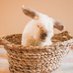 Barbara Rabbit 🌈 (@rabbitbarbara) Twitter profile photo Barbara Rabbit 🌈 (@rabbitbarbara) Twitter profile photo