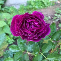 essprit (@essprit) 's Twitter Profile