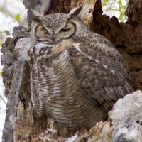 Mill Creek Owl(@MillCreekOwl) 's Twitter Profileg