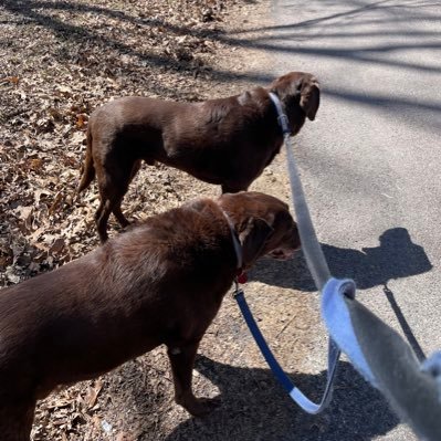 MaryMonical2's profile picture. ULTRA MAGA