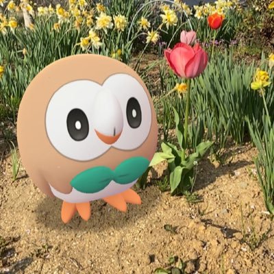 ポケモン垢のつもりがほぼ日常30↑︎︎/ポケモンSV(TNセレサ) / #その子の色粘り /モクロー #全ボール色もくチャレンジ /ポケモンGO(TL43赤)/スリープ/ポケマス/ポケ森/あつ森/まおりゅう/きょんくま(箱推し)