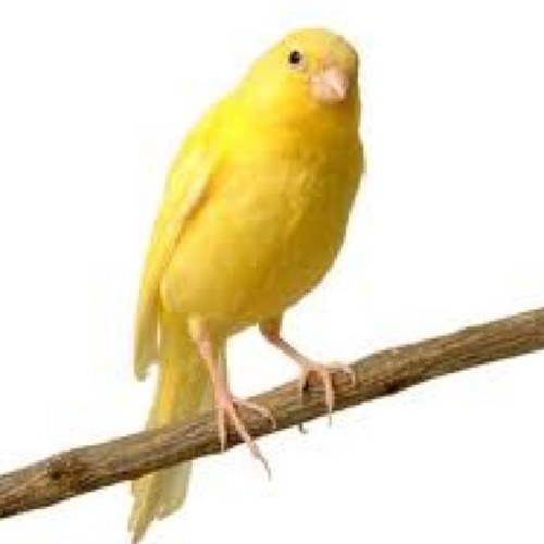Soy un pájaro amarillo que dice PíO PíO.