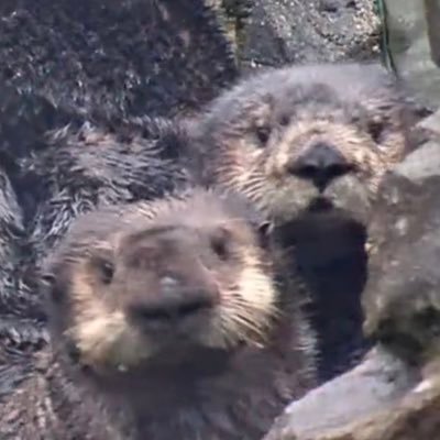 ラッコ好きのカラットでシズニでMINIつまりわたしもマカロンキムチチゲ🍲体感1日3000ツイート💫マークは神様🍉🙏✨ジョンウとジェミンは推し🐶🐰バンクーバー水族館のQちゃんと暮らしたい🦦 生粋の #チョンウォヌガールズ  ESFP