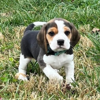 I’m a cute beagle.