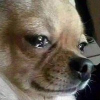 Vital (@vitalfnt) 's Twitter Profile