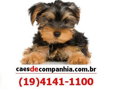 (19)4141-1100 http://t.co/s65Y2TXlEj - Cuidar bem dos animais é a nossa maior satisfação.