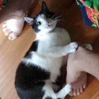 DoktorViktor 😼 (@viktoree32) 's Twitter Profile