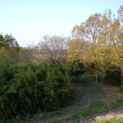 pini_di_tk's profile picture. 打楽器奏者