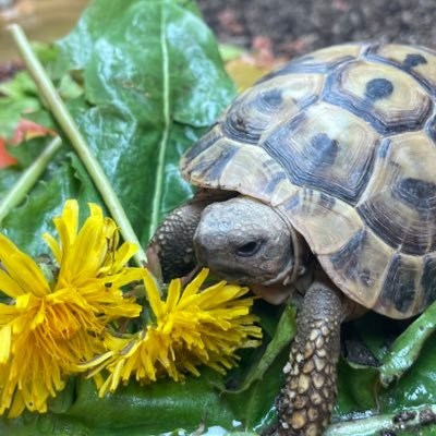 Voldetort, tort’in since 2018. moved in with the human 10/04/2022, the human is obsessed.