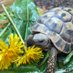 Voldetort the Hermann Tortoise (@voldetort18) Twitter profile photo Voldetort the Hermann Tortoise (@voldetort18) Twitter profile photo
