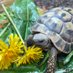 Voldetort the Hermann Tortoise (@Voldetort18) Twitter profile photo