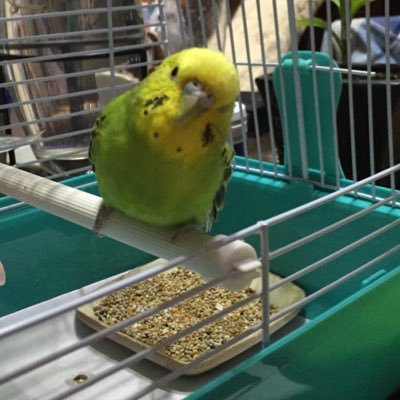 avecpiyoko's profile picture. バルサのファンです ラヴェルとフランソワが好きです 映画も好きです