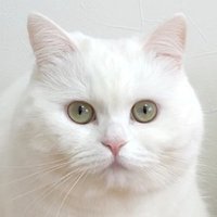 ポムさんとしまちゃん(@pomusan_cat) 's Twitter Profile Photo