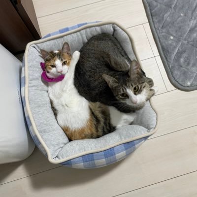 Lv8uyu's profile picture. 筋トレベンチ 100kg目標／ポケポケ 毎シーズンマスター／デジモンcolor アルバムコンプ目標／ウォーハンマー ネクロン2000p戦目標