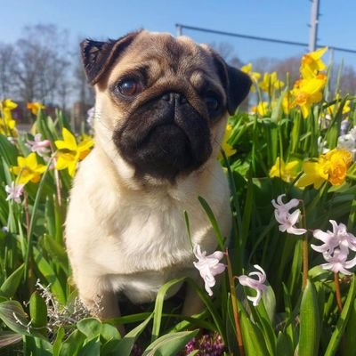 Ellie Pug Profile