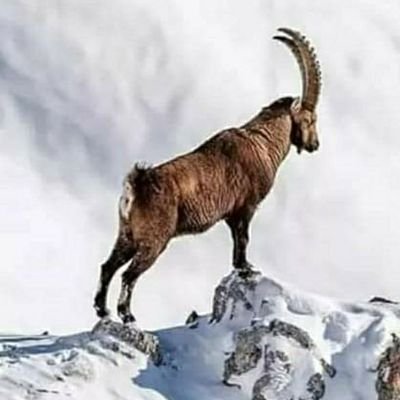 ZAKiRHu62015860's profile picture. zakir shambani