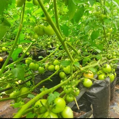 calvo9ke's profile picture. WinCal-Agroconsultants