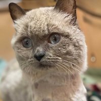 Tabby's Place (@tabbysplace) 's Twitter Profile