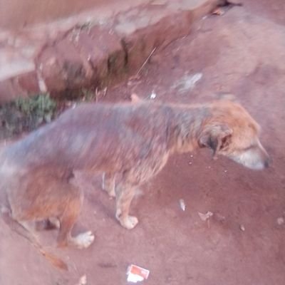 DogOldest's profile picture. Dog lover