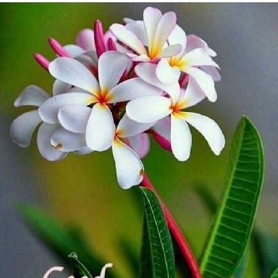 SunilKu50929807's profile picture. male