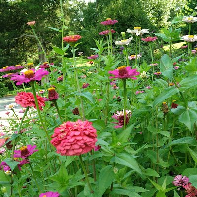 LoveJoyMikeLJp1's profile picture. PULSECHAIN is believed to be designed better than ETH in all areas, and it also has the community support to overcome both ETH and Bitcoin.