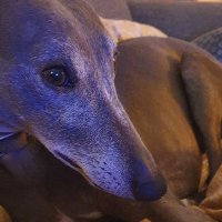 Wispa the Whippet (@wispawhippet) 's Twitter Profile