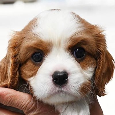 hinamamascafe's profile picture. もうすぐ我が家に家族が増えます！２月生まれのキャバリアがやってきます✨