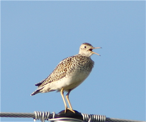 Birder, Naturalist Guide, Writer, Photographer, and violinist