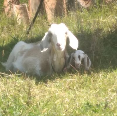 ingeniero agrónomo, casado con Sandra , hijos peludos. En política prefiero las propuestas de verdaderos cambios que mejoren el desarrollo del campo colombiano